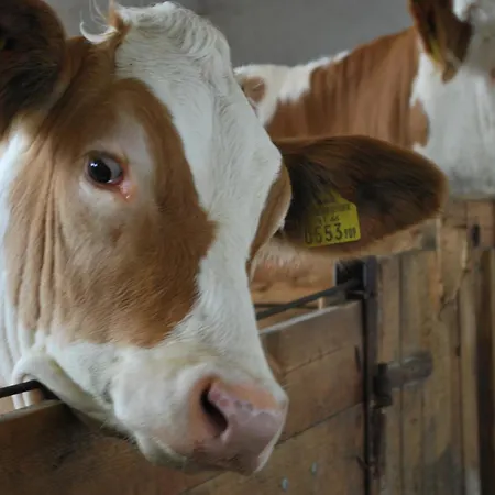 Bauernhof Familie Tauber-scheidl * Grossmeinharts