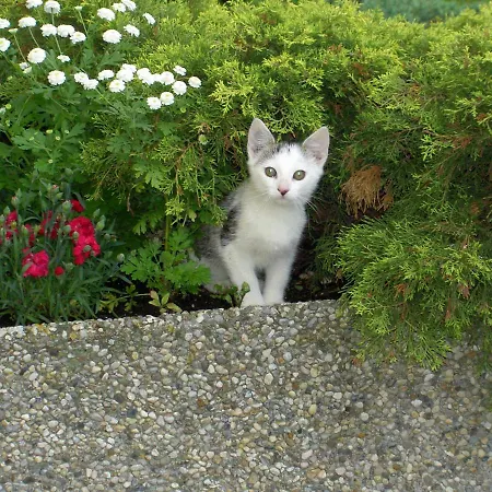 Bauernhof Familie Tauber-scheidl