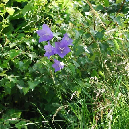 Bauernhof Familie Tauber-scheidl * Grossmeinharts