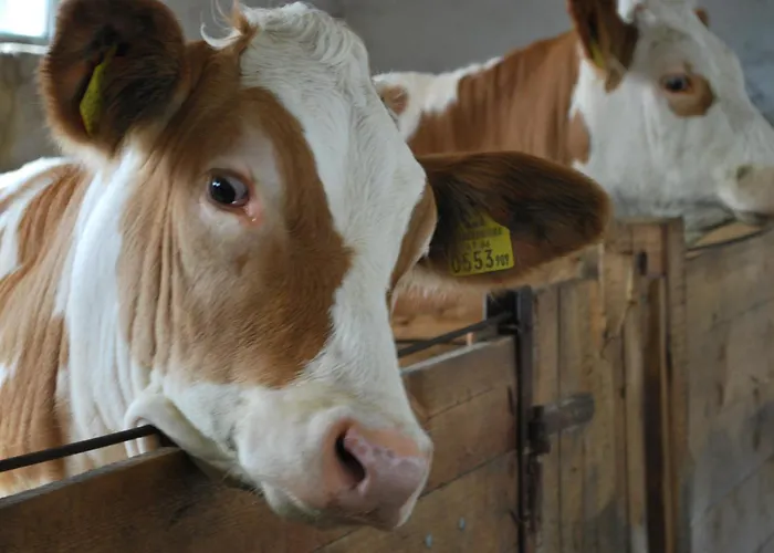 Bauernhof Familie Tauber-scheidl * Grossmeinharts