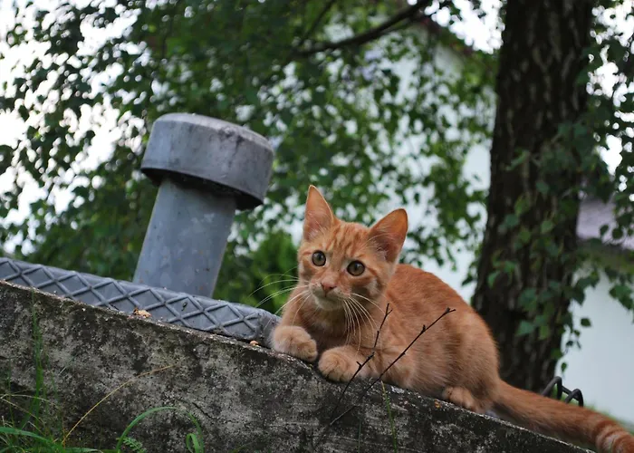 Bauernhof Familie Tauber-scheidl Apartment Grossmeinharts