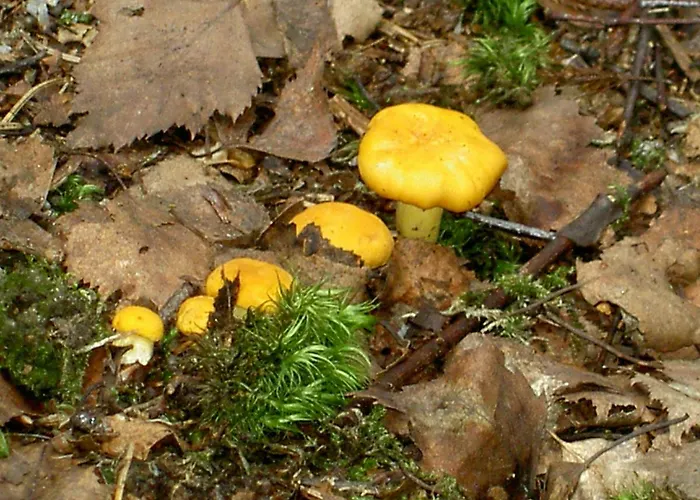 Apartment Bauernhof Familie Tauber-scheidl