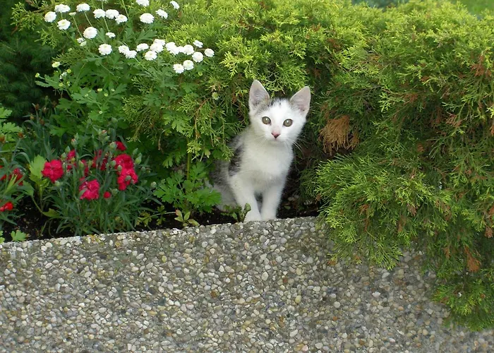 Bauernhof Familie Tauber-scheidl